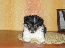 puppies