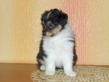 puppies