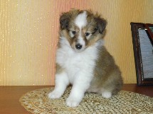 puppies