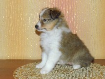 puppies