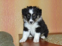 puppies