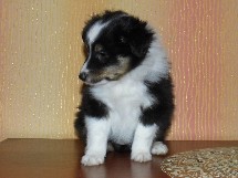 puppies