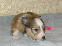 puppies