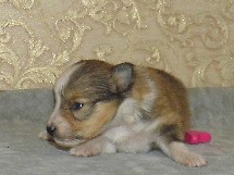 puppies