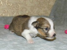 puppies