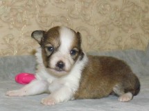 puppies