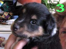 puppies