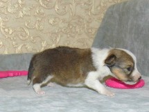 puppies