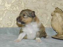 puppies