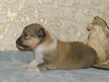 puppies