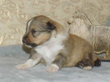 puppies