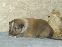 puppies