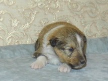puppies