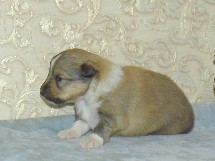 puppies