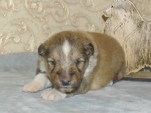 puppies