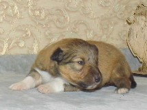 puppies