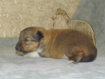 puppies