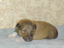 puppies