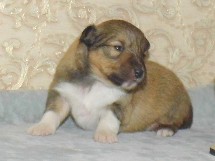 puppies