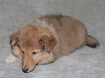 puppies