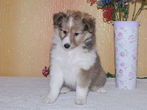 puppies