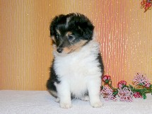 puppies