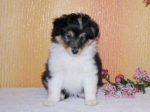 puppies