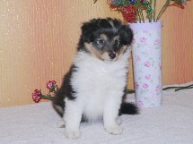 puppies