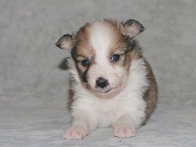 puppies