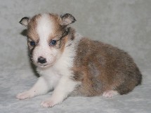 puppies