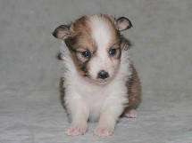 puppies