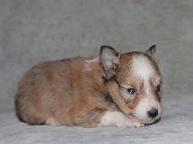 puppies