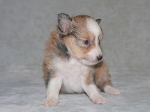 puppies