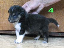 puppies
