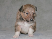 puppies
