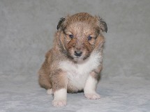 puppies
