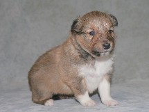 puppies
