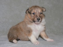 puppies