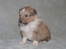 puppies