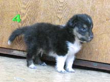 puppies