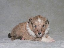 puppies