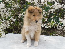 puppies