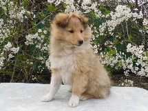 puppies