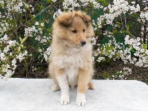 puppies