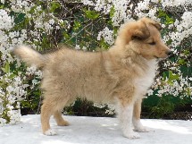 puppies