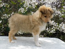 puppies