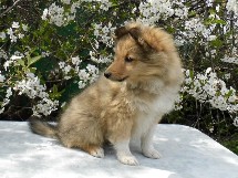 puppies