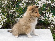 puppies