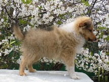 puppies