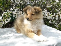 puppies